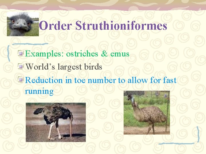 Order Struthioniformes Examples: ostriches & emus World’s largest birds Reduction in toe number to