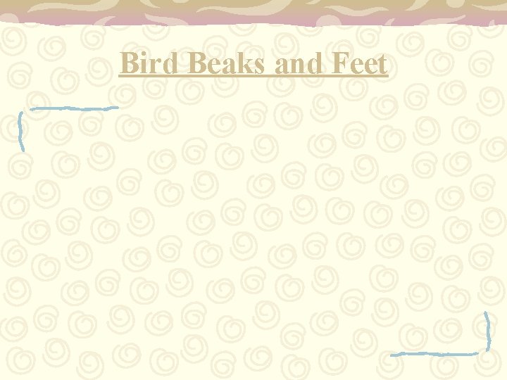 Bird Beaks and Feet 