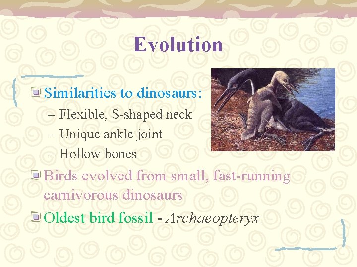 Evolution Similarities to dinosaurs: – Flexible, S-shaped neck – Unique ankle joint – Hollow