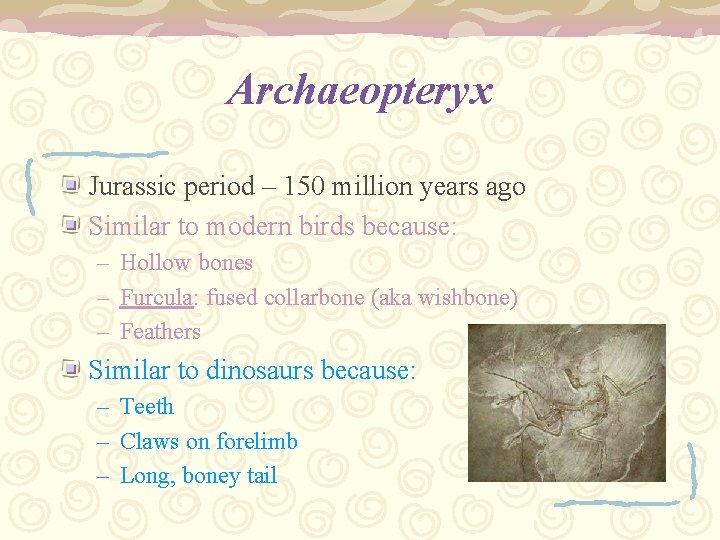 Archaeopteryx Jurassic period – 150 million years ago Similar to modern birds because: –