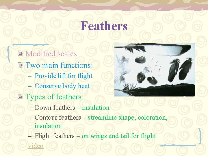 Feathers Modified scales Two main functions: – Provide lift for flight – Conserve body