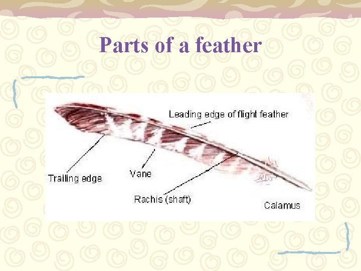 Parts of a feather 