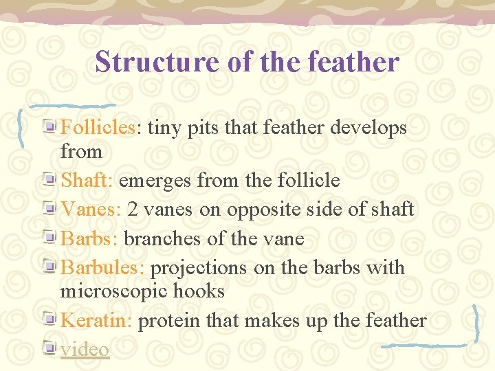 Structure of the feather Follicles: tiny pits that feather develops from Shaft: emerges from