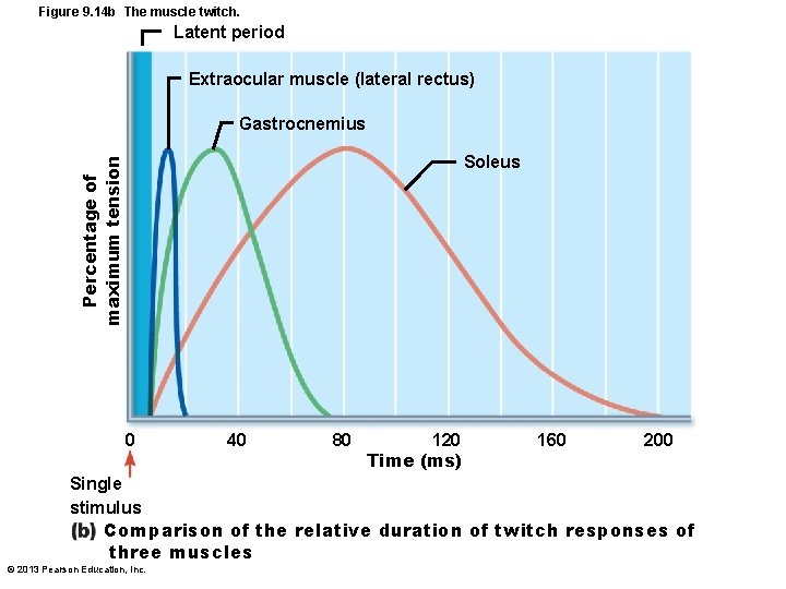 Figure 9. 14 b The muscle twitch. Latent period Extraocular muscle (lateral rectus) Gastrocnemius
