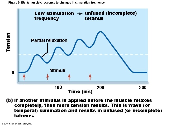 Figure 9. 15 b A muscle's response to changes in stimulation frequency. Tension Low