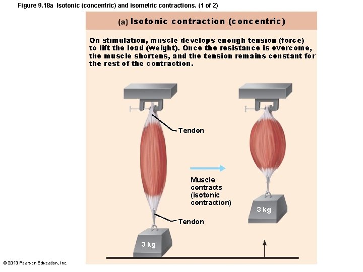 Figure 9. 18 a Isotonic (concentric) and isometric contractions. (1 of 2) Isotonic contraction