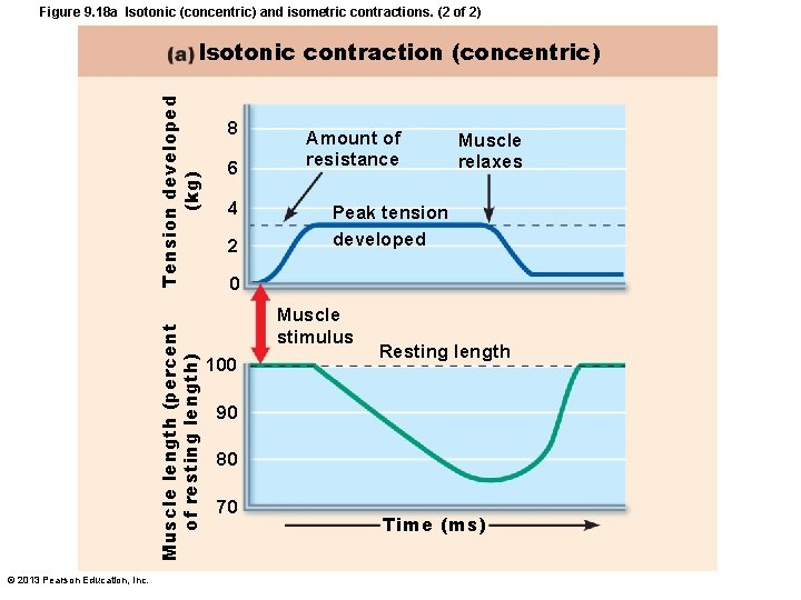 Figure 9. 18 a Isotonic (concentric) and isometric contractions. (2 of 2) Muscle length