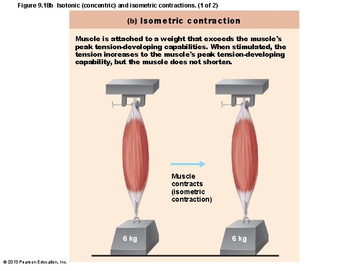 Figure 9. 18 b Isotonic (concentric) and isometric contractions. (1 of 2) Isometric contraction