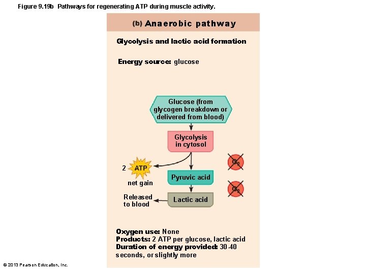 Figure 9. 19 b Pathways for regenerating ATP during muscle activity. Anaerobic pathway Glycolysis