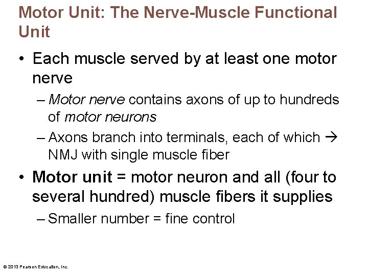 Motor Unit: The Nerve-Muscle Functional Unit • Each muscle served by at least one