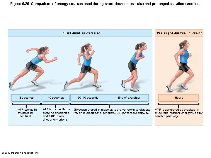 Figure 9. 20 Comparison of energy sources used during short-duration exercise and prolonged-duration exercise.