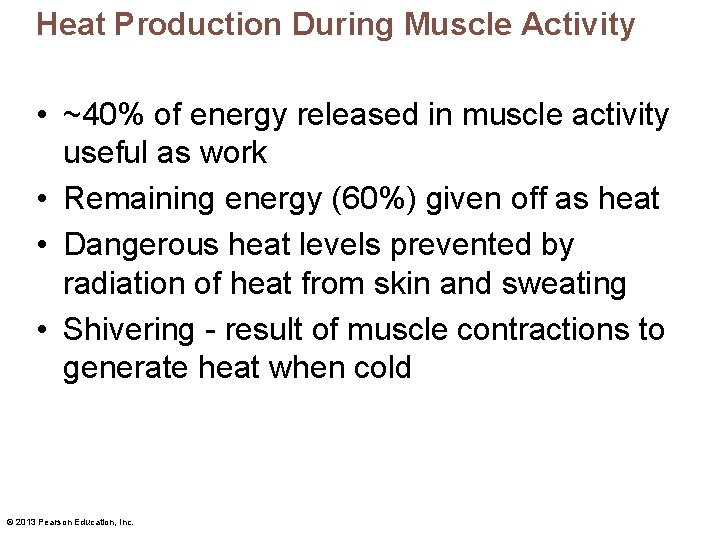 Heat Production During Muscle Activity • ~40% of energy released in muscle activity useful