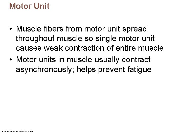 Motor Unit • Muscle fibers from motor unit spread throughout muscle so single motor