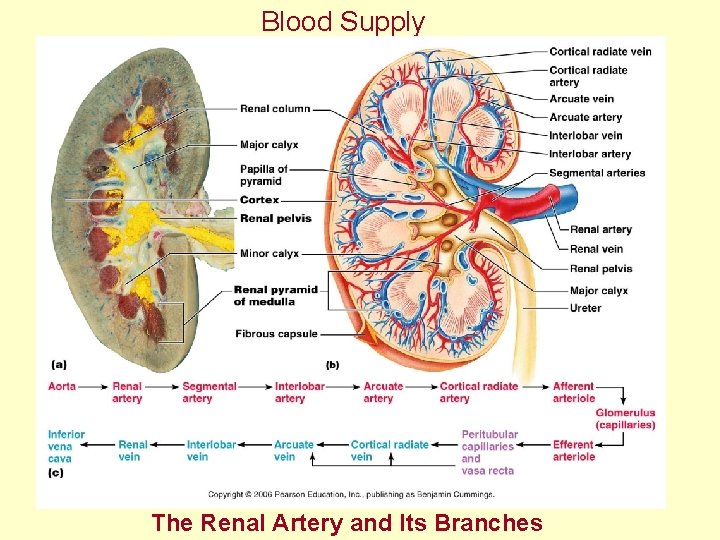 Blood Supply The Renal Artery and Its Branches 