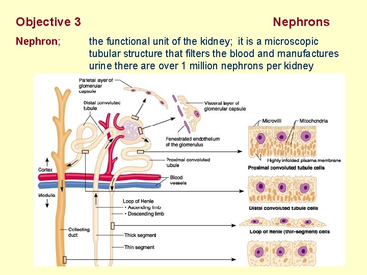 Objective 3 Nephron; Nephrons the functional unit of the kidney; it is a microscopic