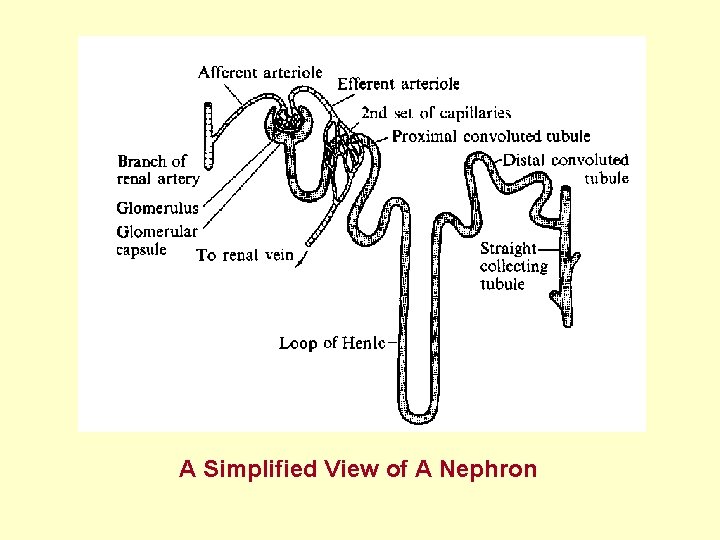 A Simplified View of A Nephron 