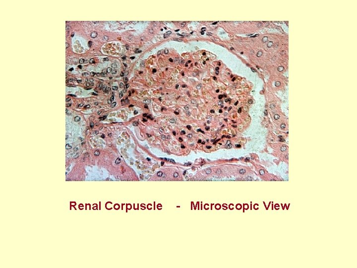  Renal Corpuscle - Microscopic View 