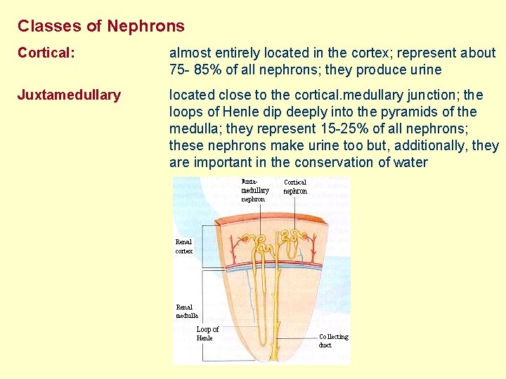 Classes of Nephrons Cortical: almost entirely located in the cortex; represent about 75 -