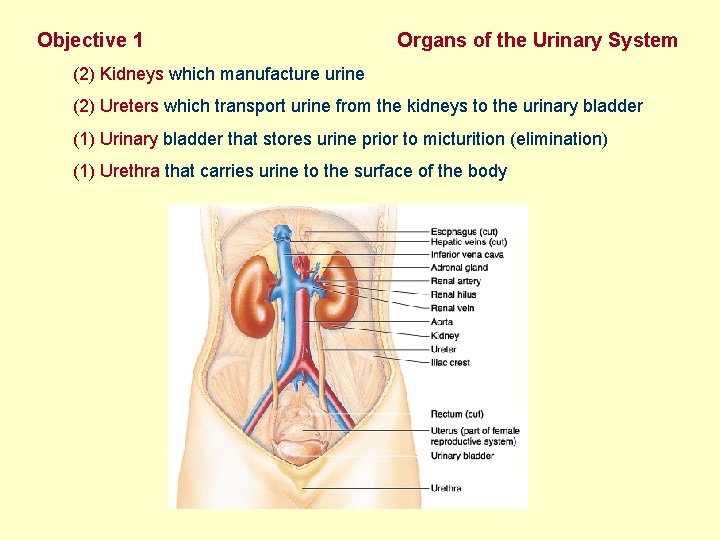 Objective 1 Organs of the Urinary System (2) Kidneys which manufacture urine (2) Ureters