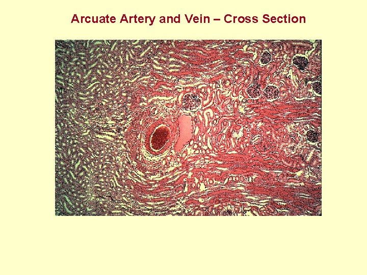 Arcuate Artery and Vein – Cross Section 
