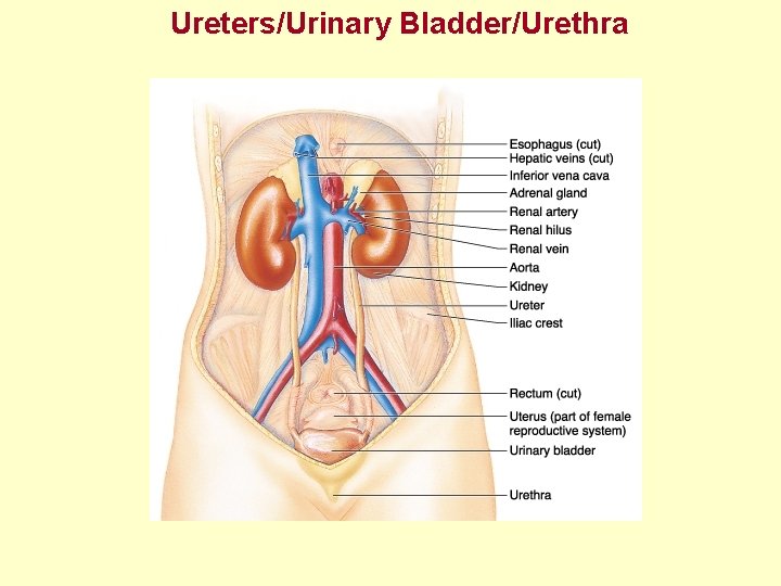 Ureters/Urinary Bladder/Urethra 