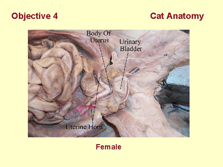 Objective 4 Cat Anatomy Female 