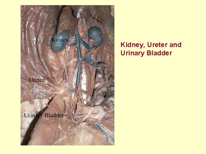 Kidney, Ureter and Urinary Bladder 