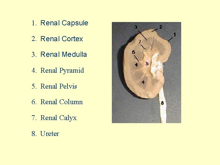 1. Renal Capsule 2. Renal Cortex 3. Renal Medulla 4. Renal Pyramid 5. Renal