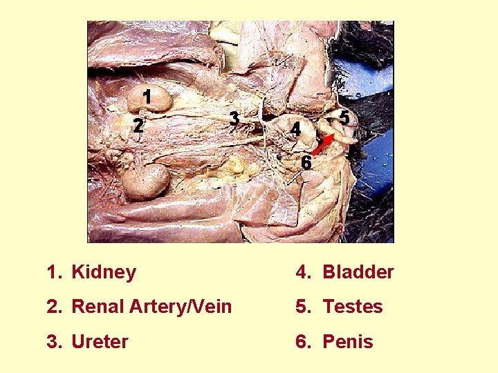  1. Kidney 4. Bladder 2. Renal Artery/Vein 5. Testes 3. Ureter 6. Penis