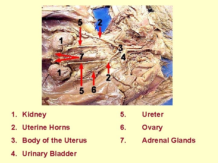  1. Kidney 2. Uterine Horns 3. Body of the Uterus 4. Urinary Bladder