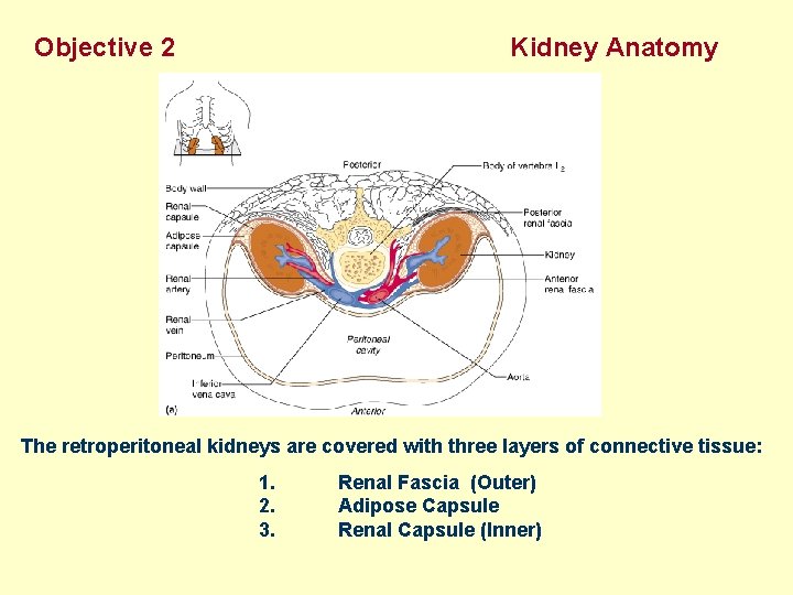 Objective 2 Kidney Anatomy The retroperitoneal kidneys are covered with three layers of connective