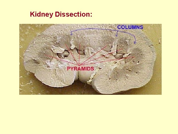 Kidney Dissection: 