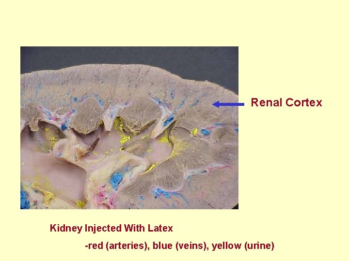 Renal Cortex Kidney Injected With Latex -red (arteries), blue (veins), yellow (urine) 