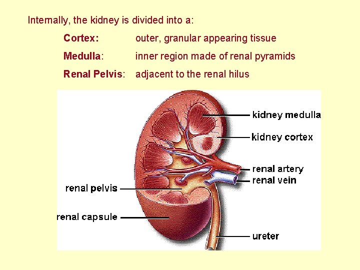 Internally, the kidney is divided into a: Cortex: outer, granular appearing tissue Medulla: inner