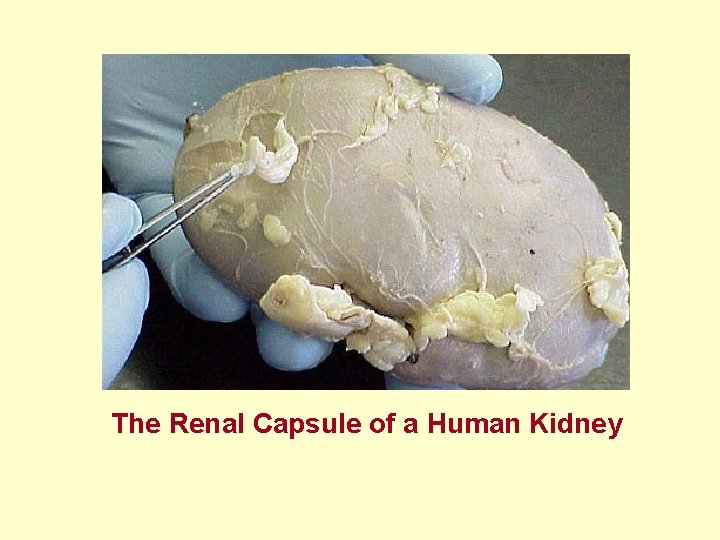 The Renal Capsule of a Human Kidney 