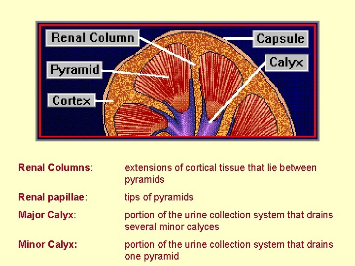 Renal Columns: extensions of cortical tissue that lie between pyramids Renal papillae: tips of