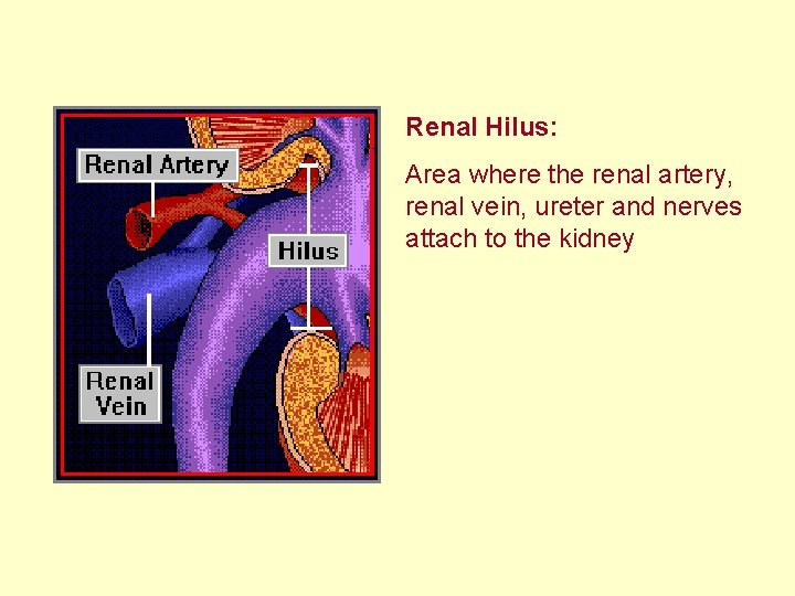  Renal Hilus: Area where the renal artery, renal vein, ureter and nerves attach