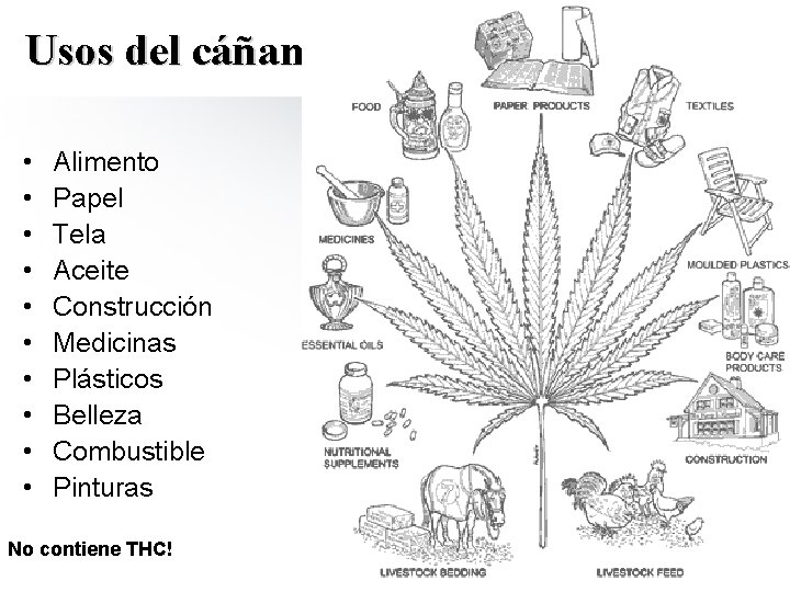 Usos del cáñamo: • • • Alimento Papel Tela Aceite Construcción Medicinas Plásticos Belleza