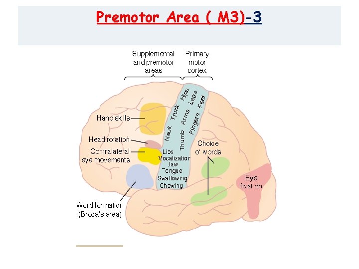 Premotor Area ( M 3)-3 