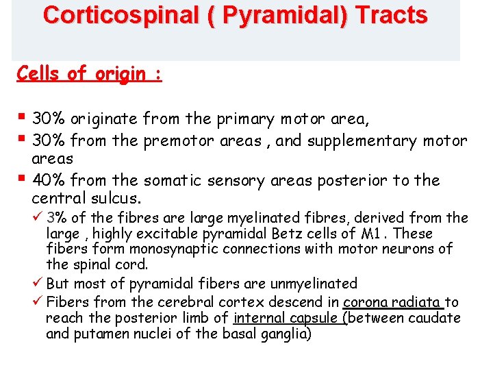 Corticospinal ( Pyramidal) Tracts Cells of origin : § 30% originate from the primary