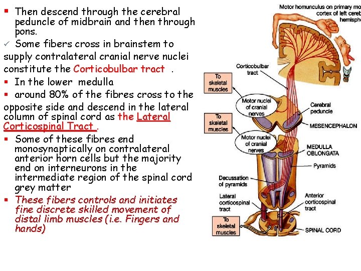 § Then descend through the cerebral peduncle of midbrain and then through pons. ü