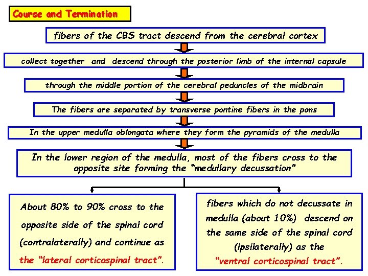 Course and Termination fibers of the CBS tract descend from the cerebral cortex collect