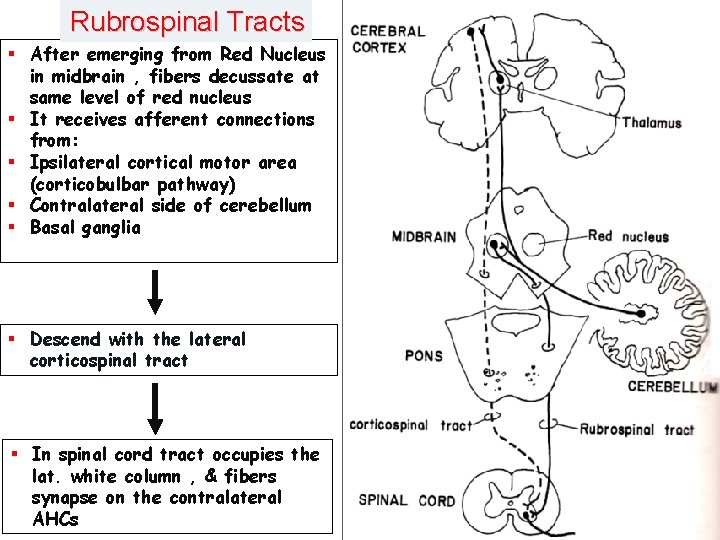 Rubrospinal Tracts § After emerging from Red Nucleus in midbrain , fibers decussate at