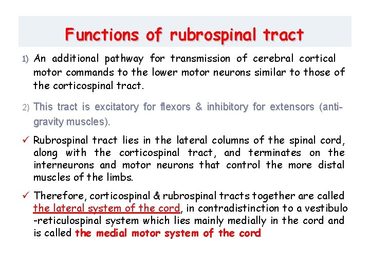 Functions of rubrospinal tract 1) An additional pathway for transmission of cerebral cortical motor