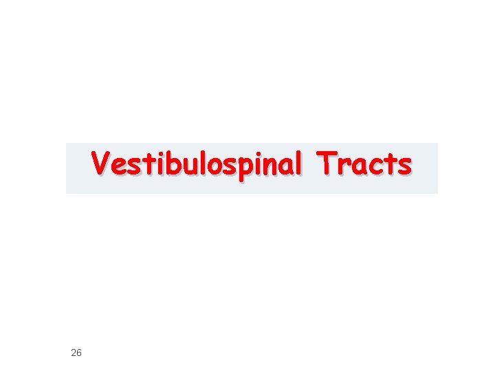 Vestibulospinal Tracts 26 