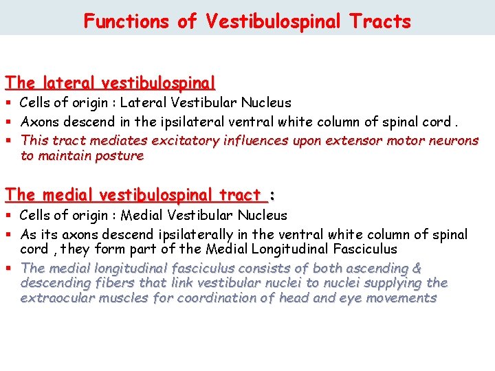 Functions of Vestibulospinal Tracts The lateral vestibulospinal § § § Cells of origin :