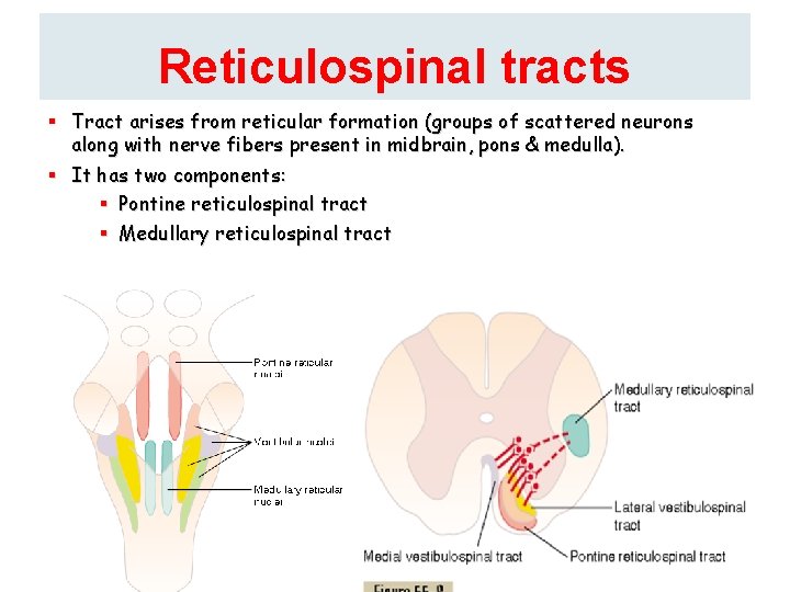 Reticulospinal tracts § Tract arises from reticular formation (groups of scattered neurons along with