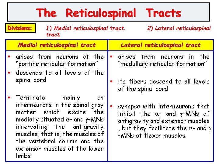 The Reticulospinal Tracts Divisions: 1) Medial reticulospinal tract. 2) Lateral reticulospinal Medial reticulospinal tract