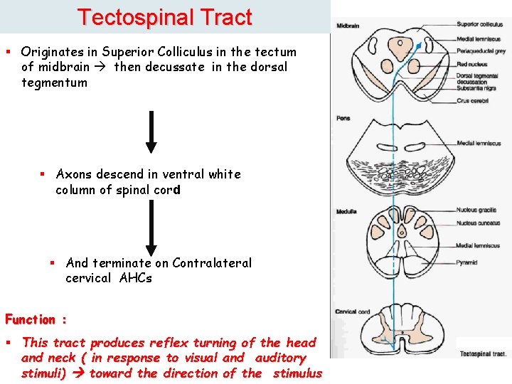 Tectospinal Tract § Originates in Superior Colliculus in the tectum of midbrain then decussate