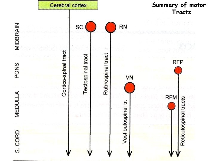 Summary of motor Tracts 35 